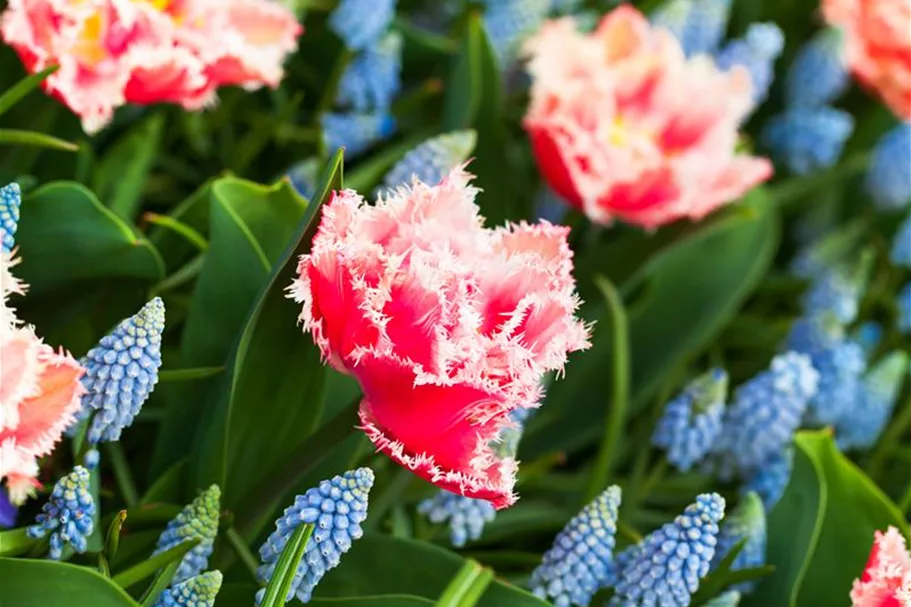 Tulpe 'Queensland' 11 cm