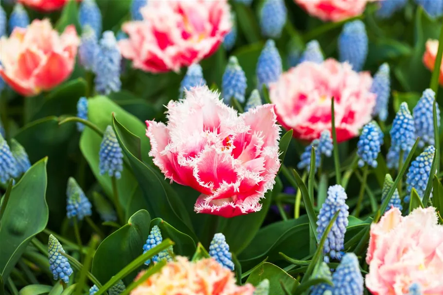 Tulpe 'Queensland' 11 cm