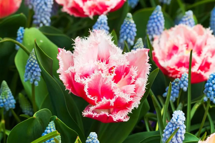 Tulpe 'Queensland' 11 cm