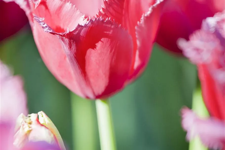 Tulpe 'Queensland' 11 cm