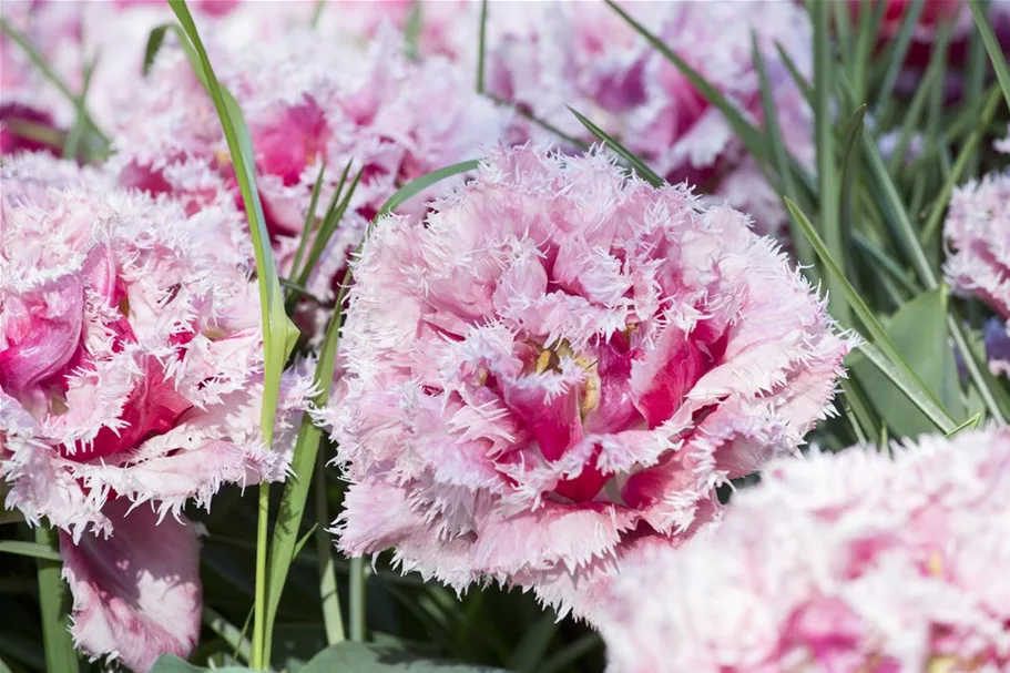 Tulpe 'Queensland' 11 cm