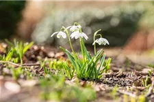 10 Blumenzwiebel - Schneeglöckchen 10 Zwiebel - Größe 6+