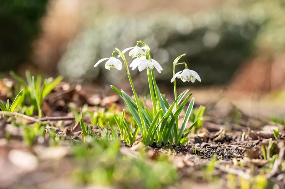 10 Blumenzwiebel - Schneeglöckchen 10 Zwiebel - Größe 6+