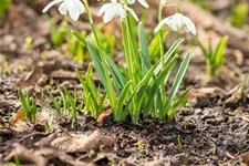 10 Blumenzwiebel - Schneeglöckchen 10 Zwiebel - Größe 6+