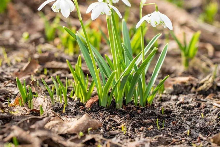 10 Blumenzwiebel - Schneeglöckchen 10 Zwiebel - Größe 6+