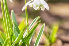 10 Blumenzwiebel - Schneeglöckchen 10 Zwiebel - Größe 6+