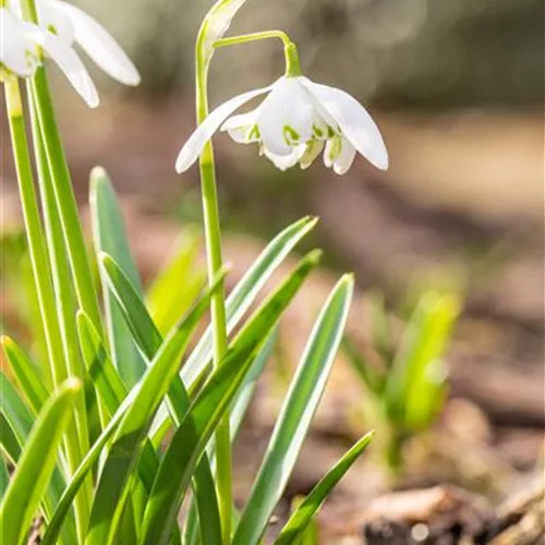 10 Blumenzwiebel - Schneeglöckchen