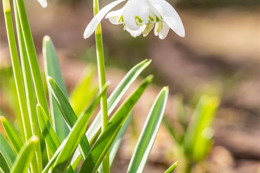 10 Blumenzwiebel - Schneeglöckchen 10 Zwiebel - Größe 6+