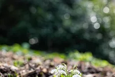 10 Blumenzwiebel - Schneeglöckchen 10 Zwiebel - Größe 6+