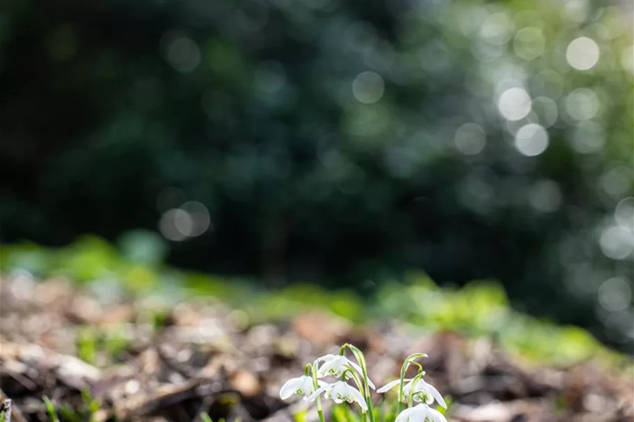 10 Blumenzwiebel - Schneeglöckchen 10 Zwiebel - Größe 6+