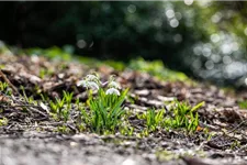 10 Blumenzwiebel - Schneeglöckchen 10 Zwiebel - Größe 6+