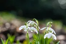 10 Blumenzwiebel - Schneeglöckchen 10 Zwiebel - Größe 6+