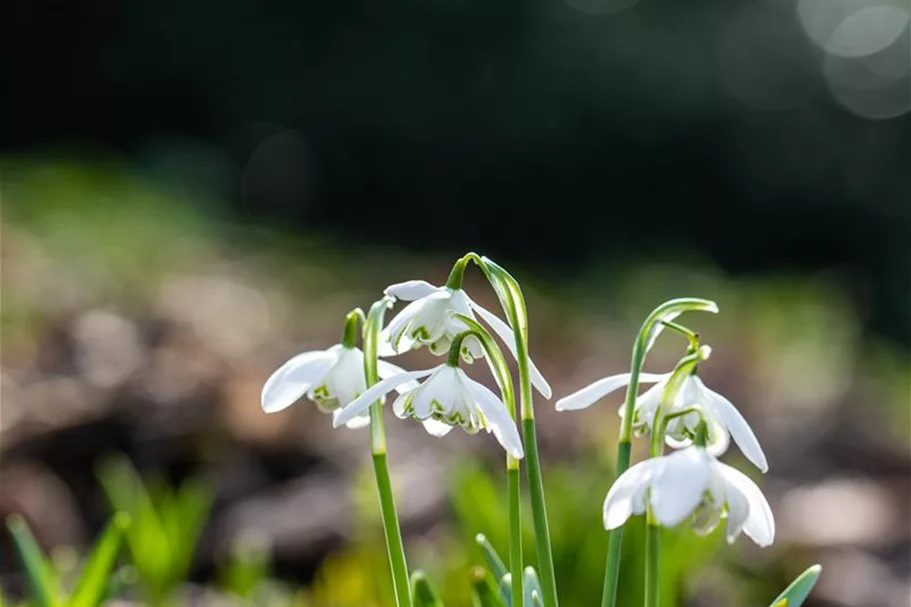 10 Blumenzwiebel - Schneeglöckchen 10 Zwiebel - Größe 6+