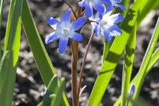 10 Blumenzwiebel - Sibirischer Blaustern 