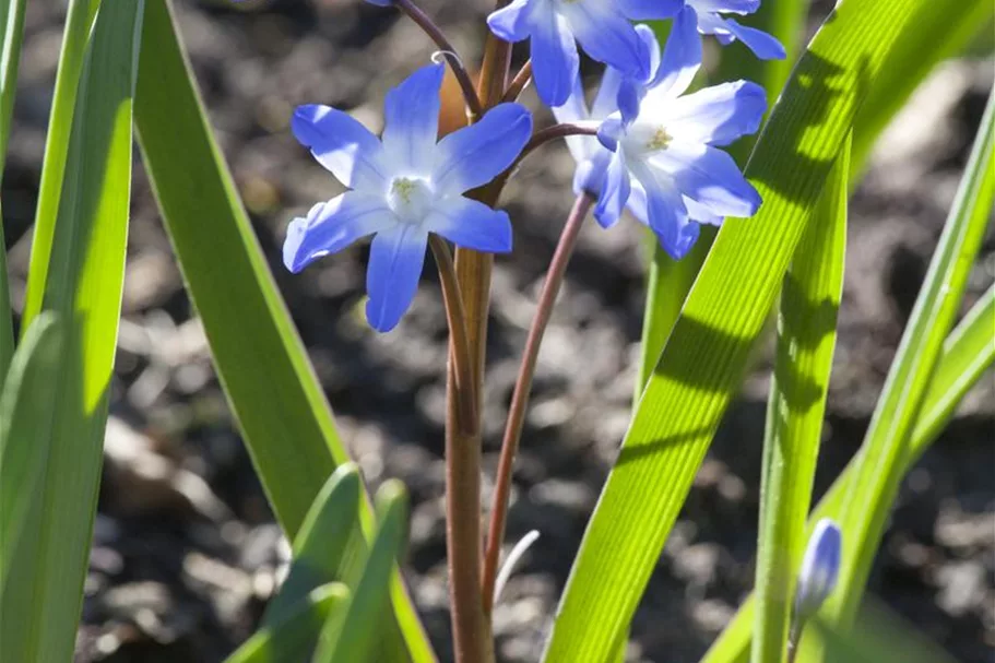 10 Blumenzwiebel - Sibirischer Blaustern 