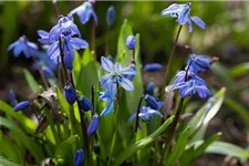 10 Blumenzwiebel - Sibirischer Blaustern 