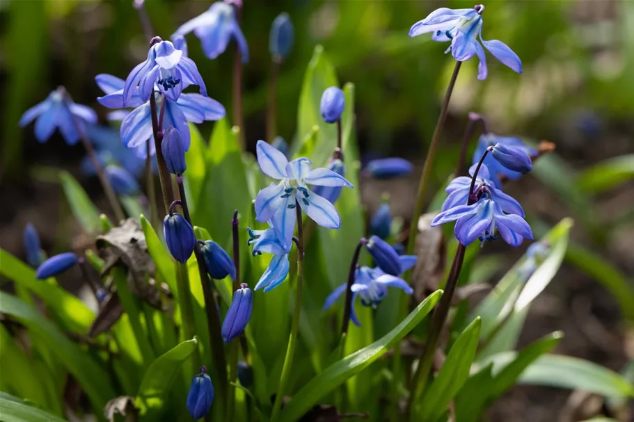 10 Blumenzwiebel - Sibirischer Blaustern 