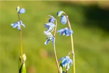 10 Blumenzwiebel - Sibirischer Blaustern 