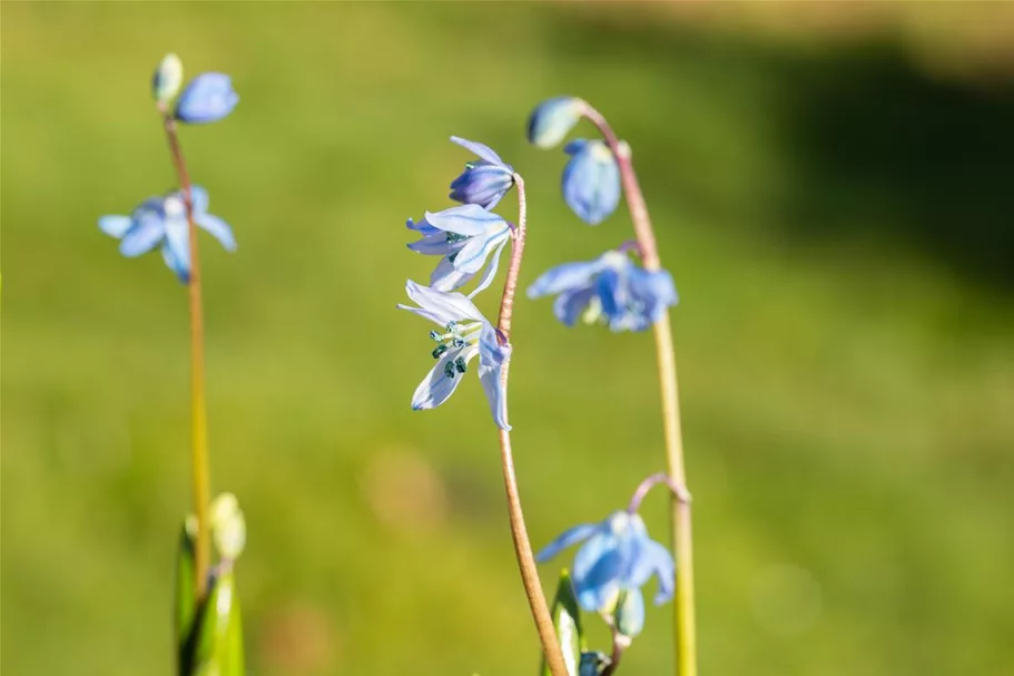 10 Blumenzwiebel - Sibirischer Blaustern 