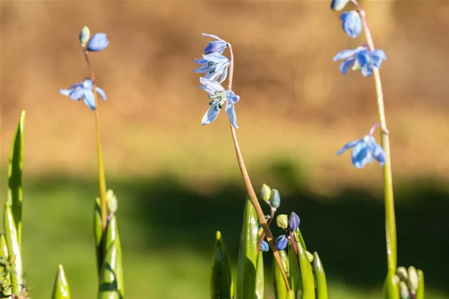 10 Blumenzwiebel - Sibirischer Blaustern 