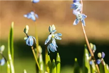 10 Blumenzwiebel - Sibirischer Blaustern 