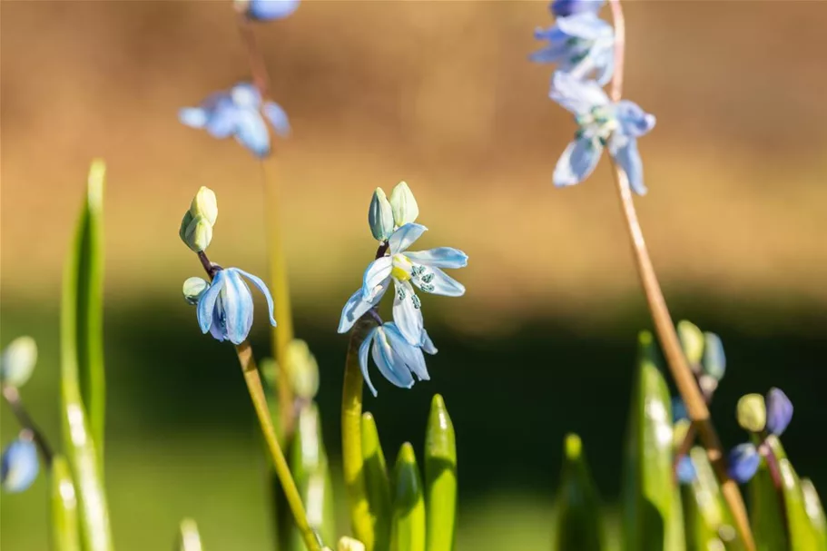 10 Blumenzwiebel - Sibirischer Blaustern 