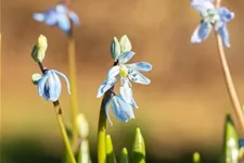 10 Blumenzwiebel - Sibirischer Blaustern 