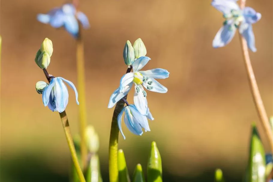 10 Blumenzwiebel - Sibirischer Blaustern 