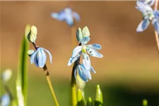 10 Blumenzwiebel - Sibirischer Blaustern 