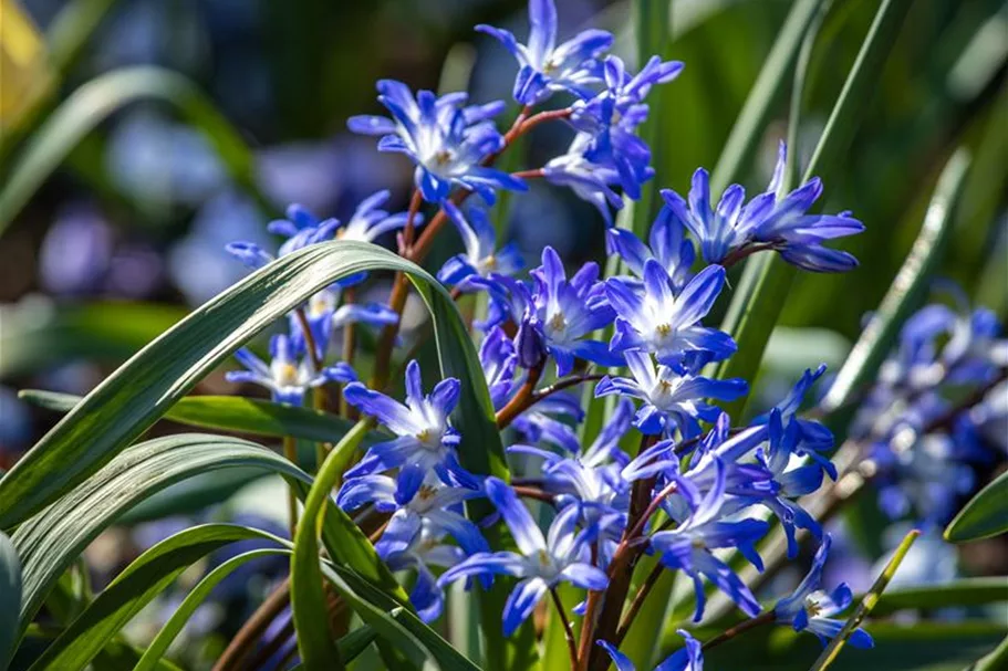 10 Blumenzwiebel - Sibirischer Blaustern 