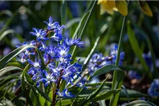 10 Blumenzwiebel - Sibirischer Blaustern 