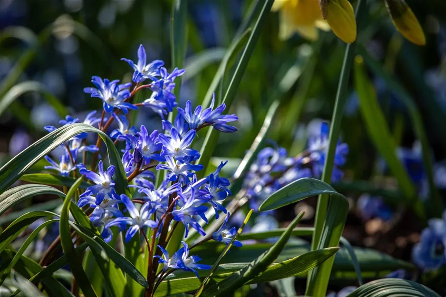 10 Blumenzwiebel - Sibirischer Blaustern 