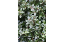 Berg-Ilex 'Glorie Gem' Topfgröße 2 Liter / Höhe 20-25cm