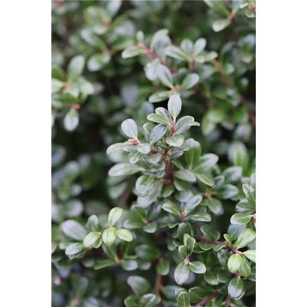 Berg-Ilex 'Glorie Gem'