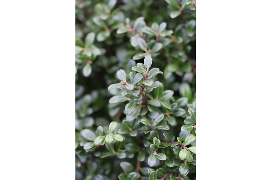 Berg-Ilex 'Glorie Gem' Topfgröße 2 Liter / Höhe 20-25cm