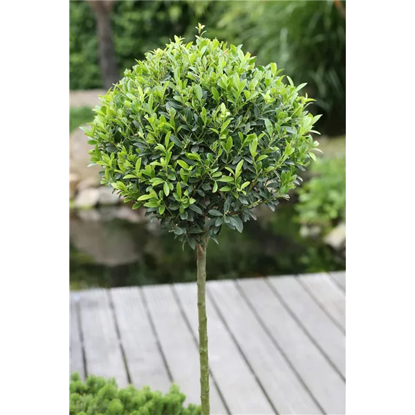 Berg-Ilex 'Maxima'®