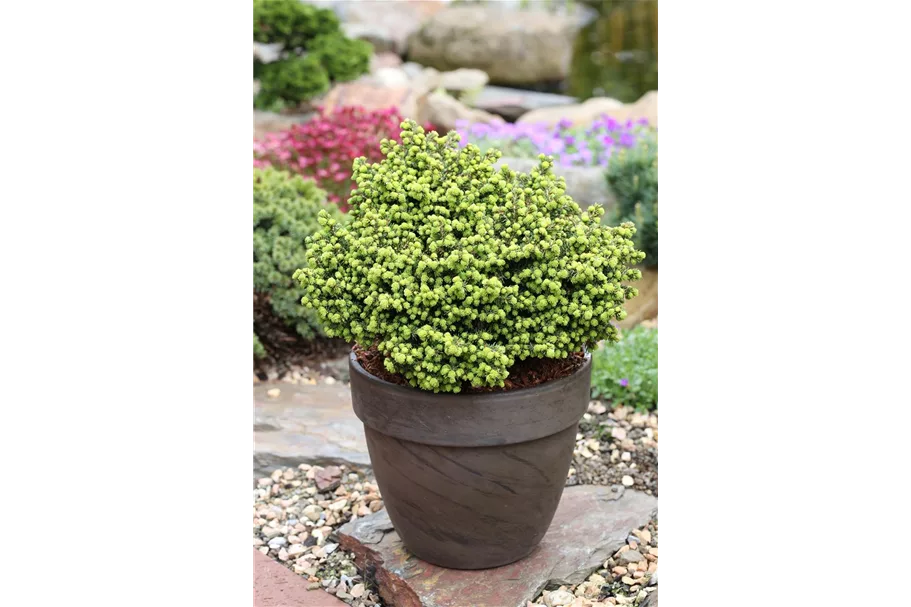 Kugelfichte 'Alberta Globe' Topfgröße 2 Liter / Höhe 15-20cm