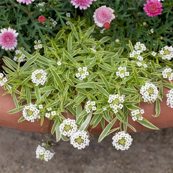 Iberis sempervirens 'Whitout'