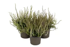 Winterharte Knospenheide Gardengirls® 'Herbstlavendel' Topfgröße 13cm 3er-Set/ Höhe 15-20cm