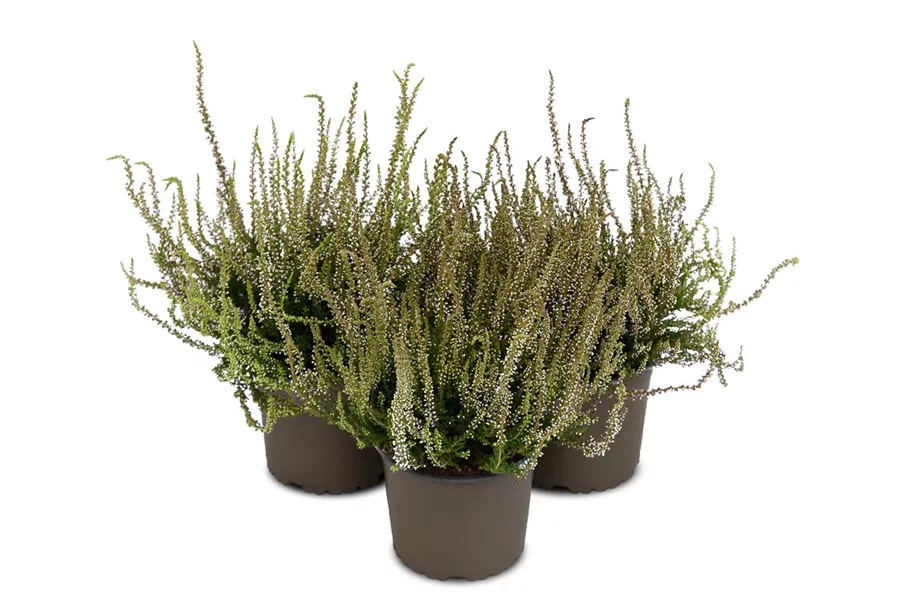 Winterharte Knospenheide Gardengirls® 'Herbstlavendel' Topfgröße 13cm 3er-Set/ Höhe 15-20cm