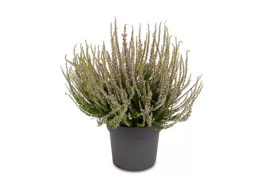 Winterharte Knospenheide Gardengirls® 'Herbstlavendel' Topfgröße 13cm 3er-Set/ Höhe 15-20cm