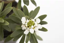 Iberis sempervirens 'Whitout' 9 x 9 cm Topf 0,5 Liter 