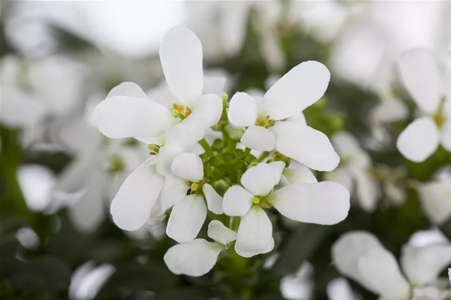 Iberis sempervirens 'Whitout' 9 x 9 cm Topf 0,5 Liter 