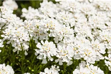 Iberis sempervirens 'Whitout' 9 x 9 cm Topf 0,5 Liter 