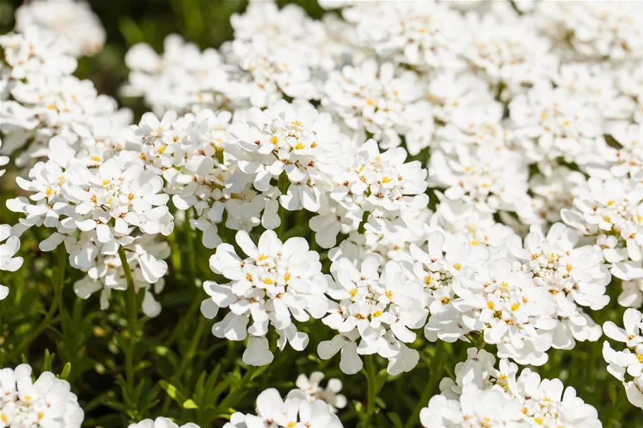 Iberis sempervirens 'Whitout' 9 x 9 cm Topf 0,5 Liter 