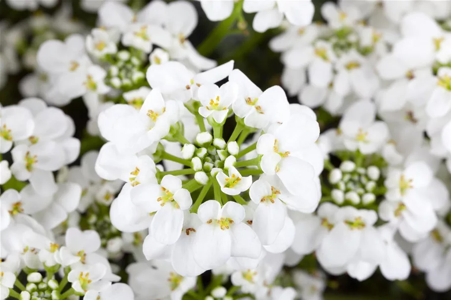 Iberis sempervirens 'Whitout' 9 x 9 cm Topf 0,5 Liter 