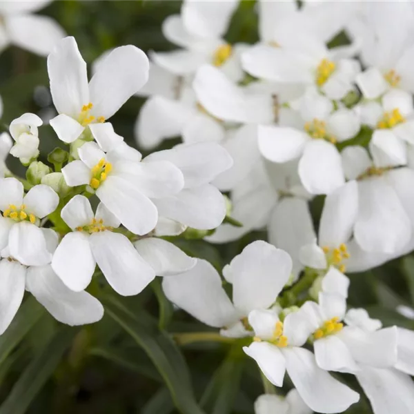 Iberis sempervirens 'Schneeflocke'