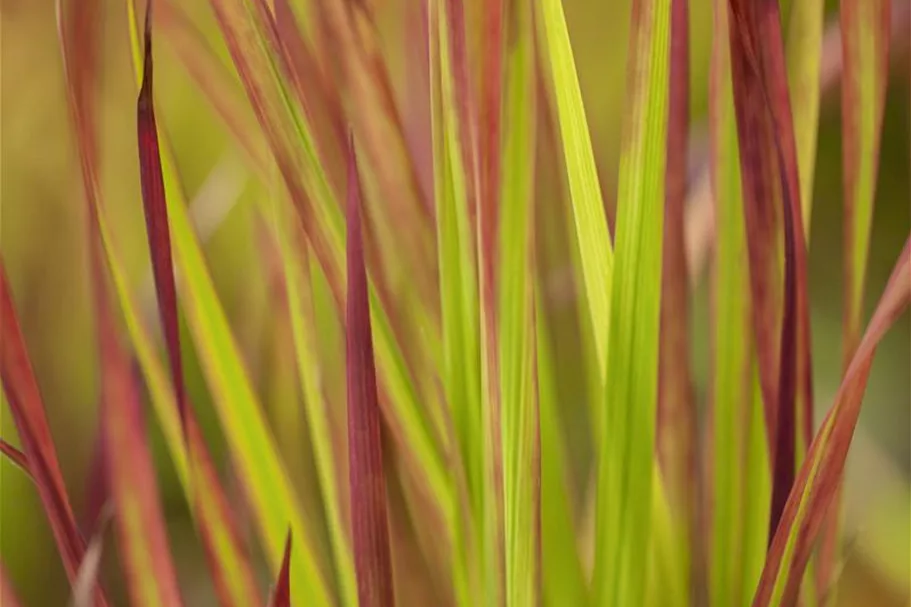 Blutgras 'Red Baron' 9 x 9 cm Topf 0,5 Liter