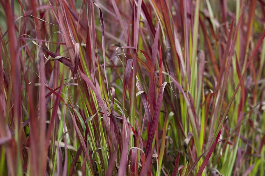 Blutgras 'Red Baron' 9 x 9 cm Topf 0,5 Liter