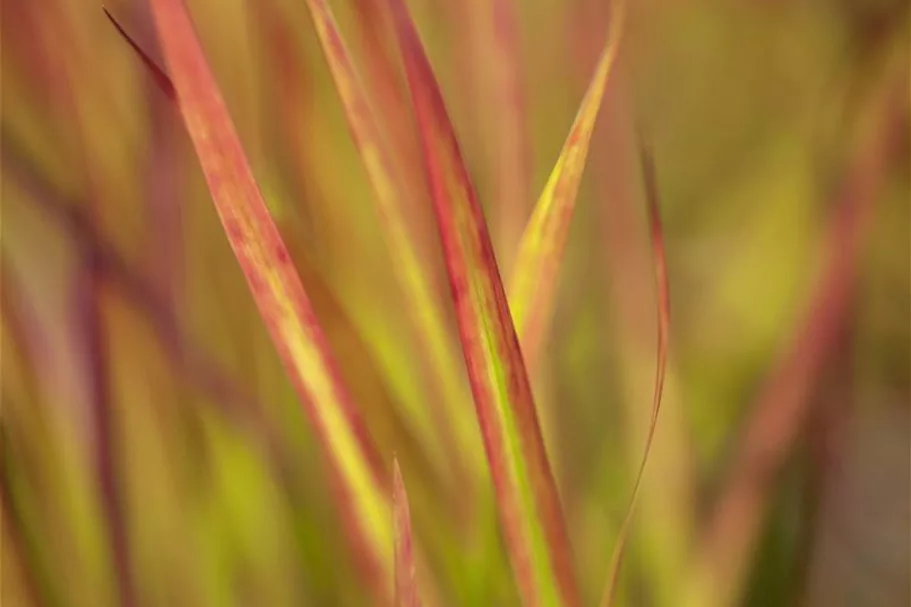 Blutgras 'Red Baron' 9 x 9 cm Topf 0,5 Liter